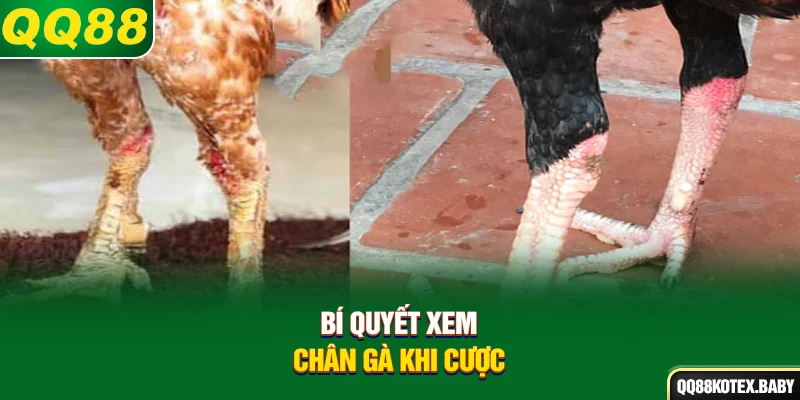 Bí quyết xem chân gà khi cược