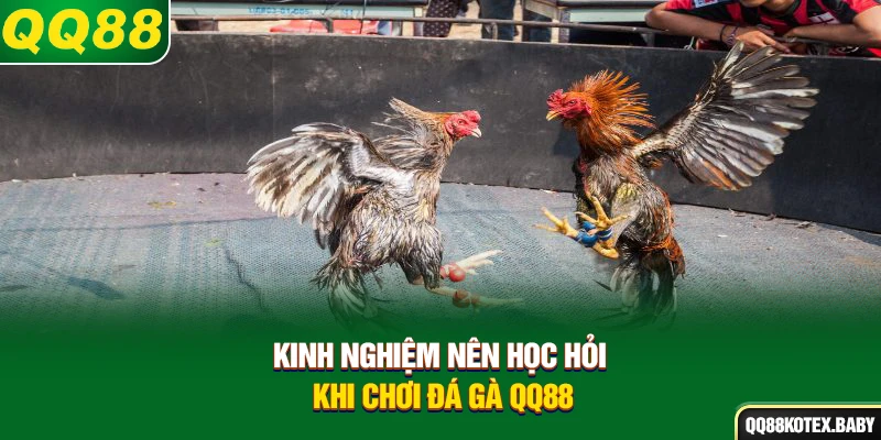 Kinh nghiệm nên học hỏi khi chơi đá gà QQ88