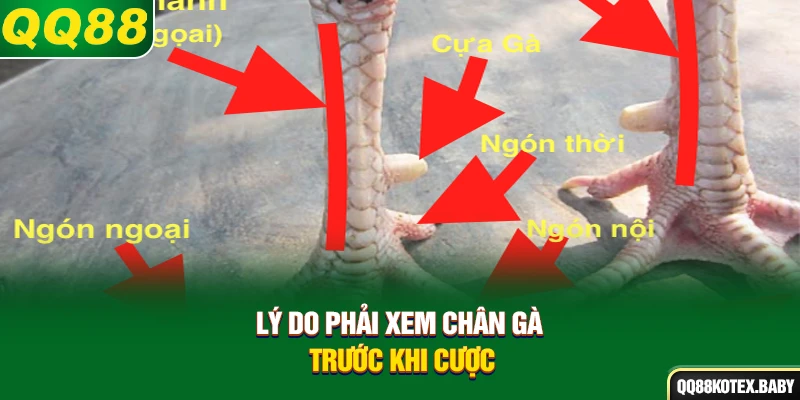 Lý do phải xem chân gà trước khi cược