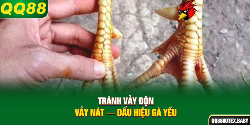 Tránh vảy độn, vảy nát - Dấu hiệu gà yếu
